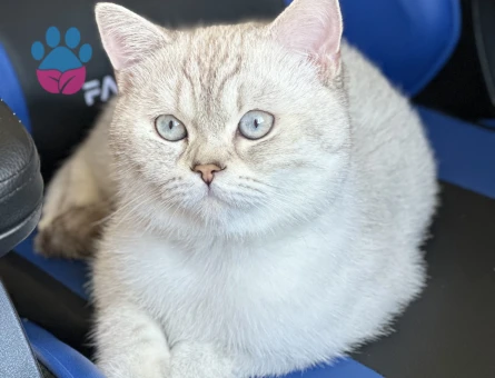 British cins 11 aylık oğlumuza eş arıyoruz.