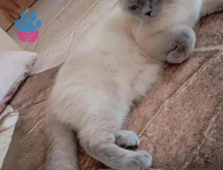 British Shorthair 3 Yaşında Eş Arıyor