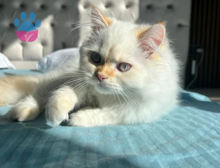 İran kedimize eş arıyoruz