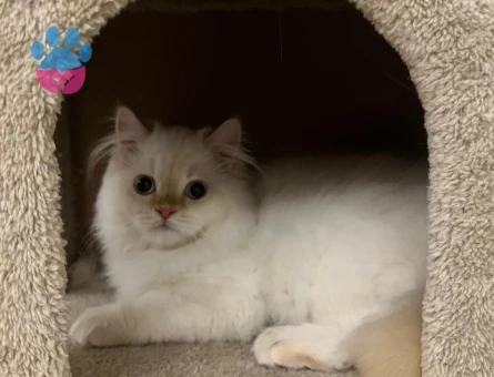 İran kedimize eş arıyoruz