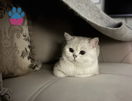 British Shorthair  Silver Kedime Eş Arıyorum