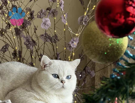 British Shorthair  Silver Kedime Eş Arıyorum