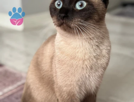 Siyam Kedime Eş Arıyorum 1 Yaşında