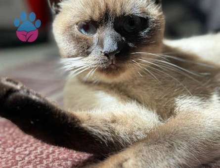 Siyam Kedime Eş Arıyorum 1 Yaşında