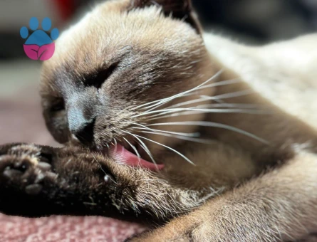 Siyam Kedime Eş Arıyorum 1 Yaşında