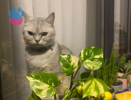 British Shorthair Kedime Damat adaylarını bekliyoruz