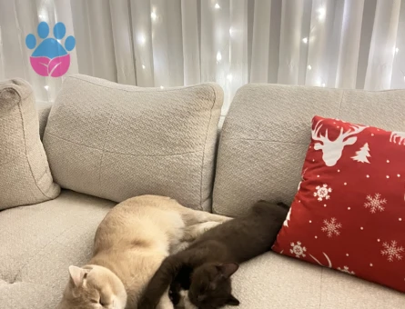 British Shorthair Bej - Eş Arıyor
