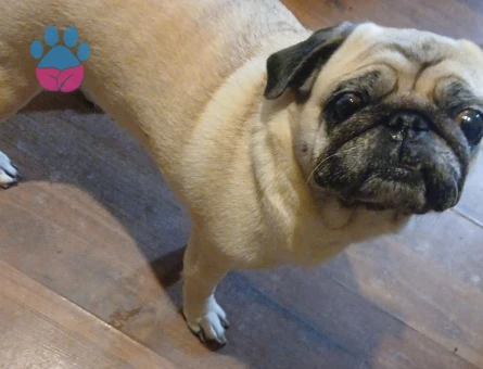 Pug Kızıma Eş Arıyorum