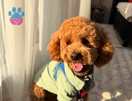 Toy Poodle Köpeğime Eş Arıyorum