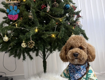 Toy Poodle Köpeğime Eş Arıyorum