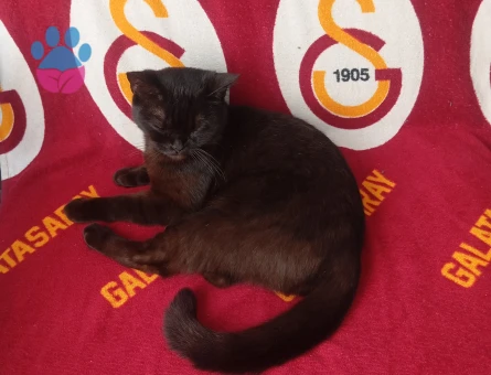 Kızıma Eş Arıyorum