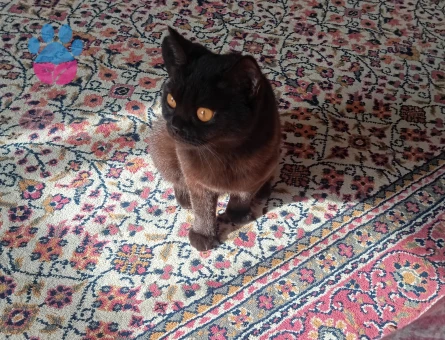 Kızıma Eş Arıyorum