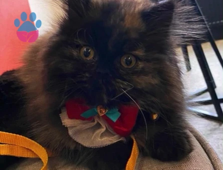 Chinchilla 1 Yaşında Kedime Eş Arıyorum