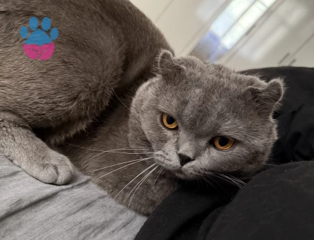 Scottsh fold kedime es Arıyorum