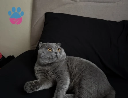 Scottsh fold kedime es Arıyorum