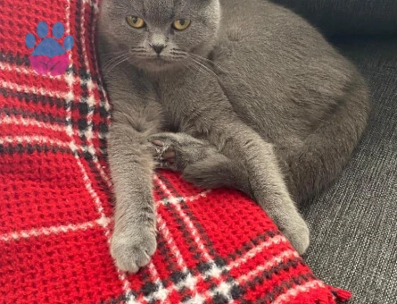 Scottish Fold Maya ya eş arıyoruz