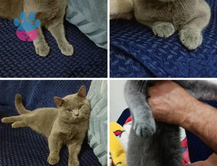 British Longhair 10 Aylık Kedim Eş Arıyor