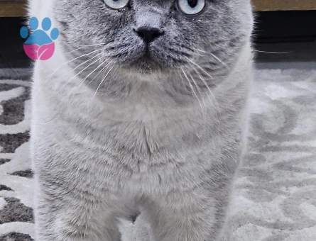 British Shorthair 1 Yaşında Eş Arıyor