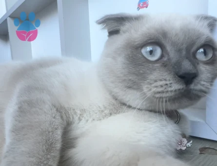 Scottish Blue Point Kedime Eş Arıyorum