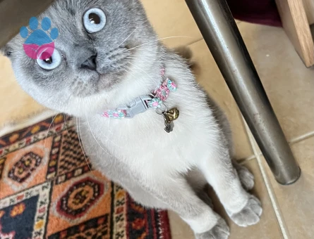 Scottish Blue Point Kedime Eş Arıyorum