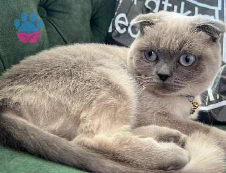 Scottish Blue Point Kedime Eş Arıyorum