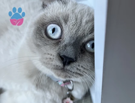 Scottish Blue Point Kedime Eş Arıyorum