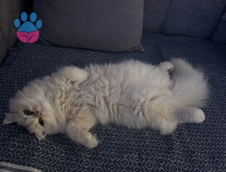 British longhair erkek kedime eş arıyorum