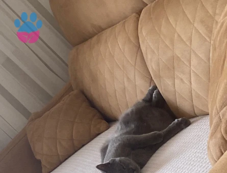 British Shorthair 11 Aylık Kızım Eş Arıyor