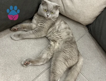 Scottish Fold 1 Yaşında Eş Arıyor