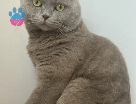 Scottish Fold 1 Yaşında Eş Arıyor