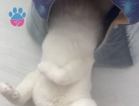 Scottish fold erkek kedime eş arıyorum