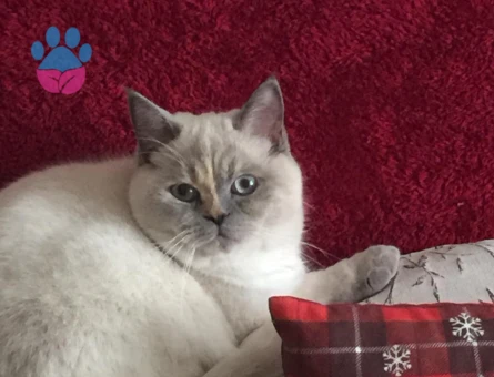British Shorthair 1 Yaşında Kedim Eş Arıyor