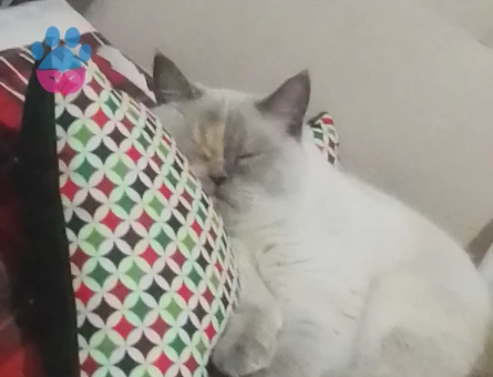 British Shorthair 1 Yaşında Kedim Eş Arıyor