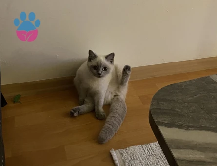 9 aylık blue point kedime erkek eş arıyorum