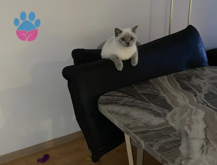 9 aylık blue point kedime erkek eş arıyorum