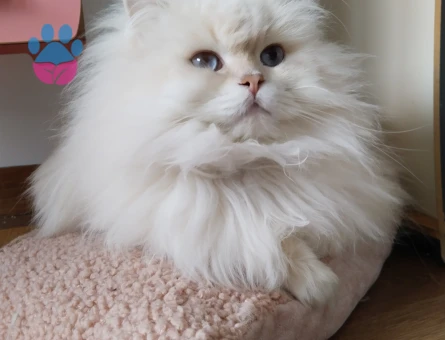 Seçkin Oğluma seçkin eş aranıyor