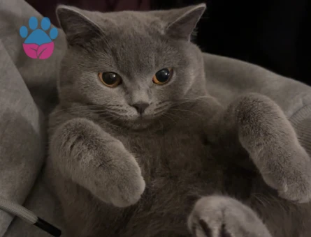 Biritish kızıma eş arıyorum