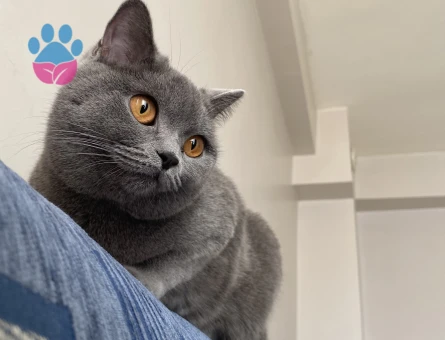 Biritish kızıma eş arıyorum