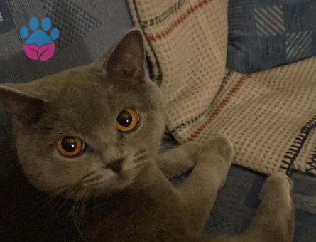 Biritish kızıma eş arıyorum