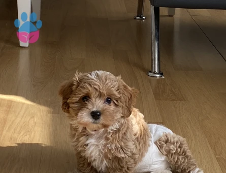 Maltipoo Köpeğime Eş Arıyorum