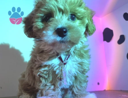 Maltipoo Köpeğime Eş Arıyorum