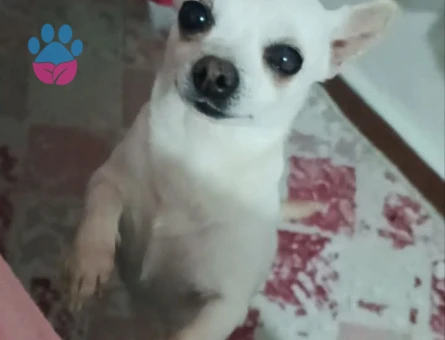 Chihuahua 2 Yaşında Köpeğim Eş Arıyor