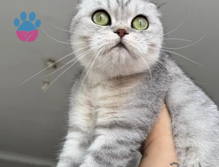 British Shorthair 2 Yaşında Eş Arıyor