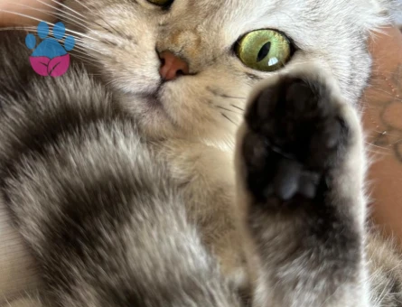 British Shorthair 2 Yaşında Eş Arıyor