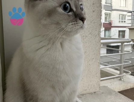 Scottish fold blue point güzel kızımıza eş arıyoruz