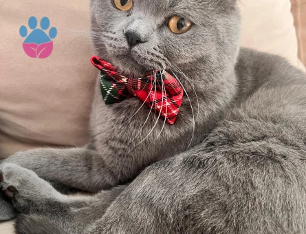 Scottish Fold Oğlumuza Eş Arıyoruz