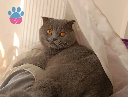 Scottish Fold Oğlumuza Eş Arıyoruz