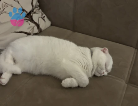 Scottish Fold 1 Yaşında  Erkek Eş Arıyoruz