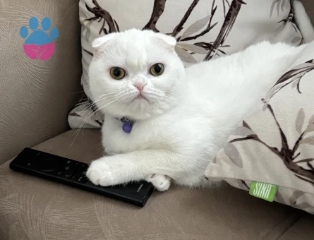 Scottish Fold 1 Yaşında  Erkek Eş Arıyoruz