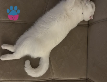 Scottish Fold 1 Yaşında  Erkek Eş Arıyoruz